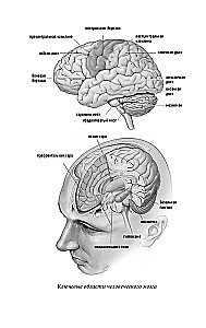The Brain: A Scientist's Tale. The Winding Path to Understanding How Our Mind Works, Where Memory is Stored and Thoughts are Formed