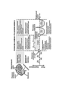 Psychosomatics in New German Medicine. Unobvious Causes of Diseases