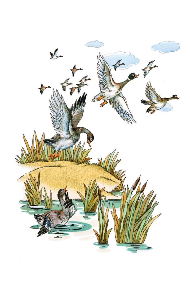 The Traveling Frog and Other Tales