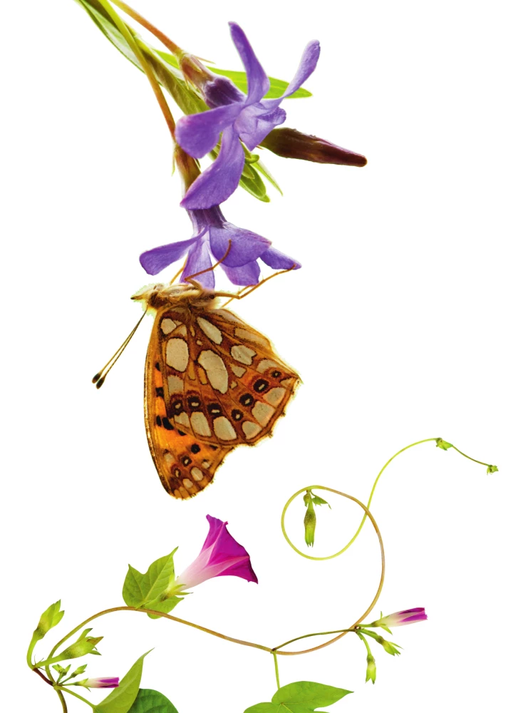 Insects