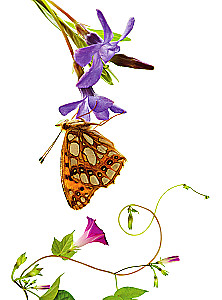 Insects