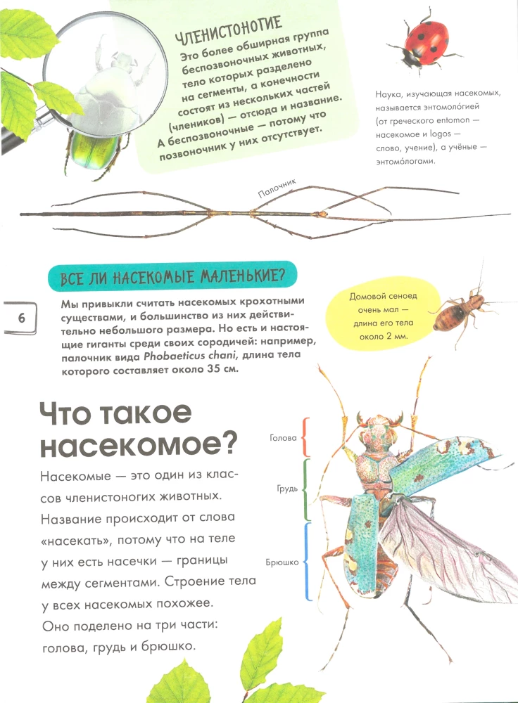 Insects