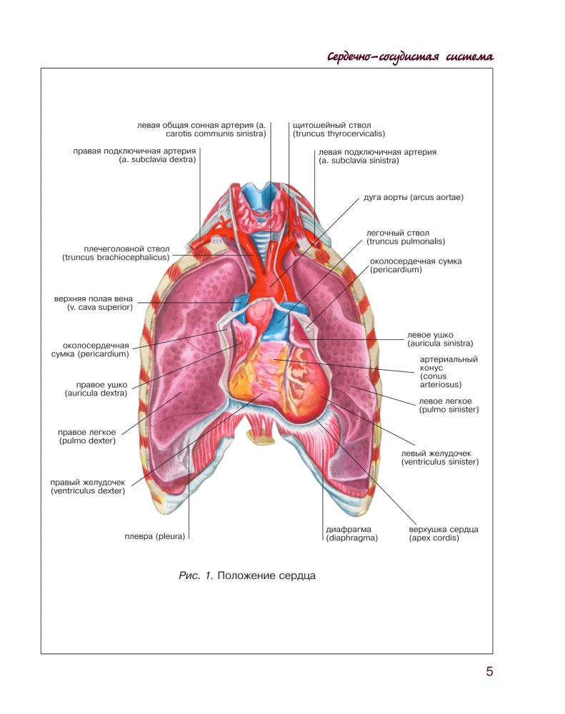 Atlas of Human Anatomy. Cardiovascular System