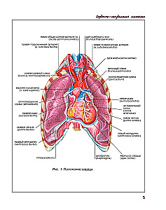 Atlas of Human Anatomy. Cardiovascular System