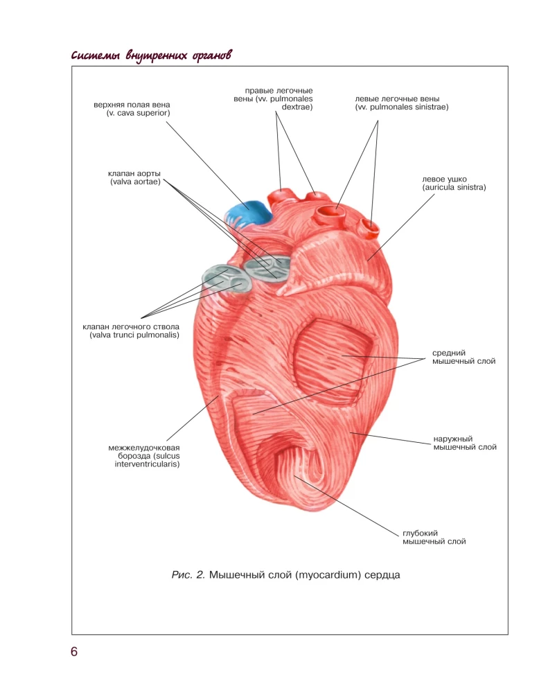 Atlas of Human Anatomy. Cardiovascular System