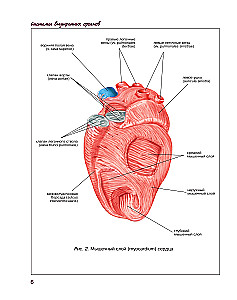 Atlas of Human Anatomy. Cardiovascular System