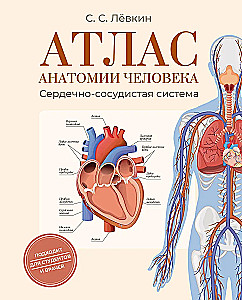 Atlas of Human Anatomy. Cardiovascular System
