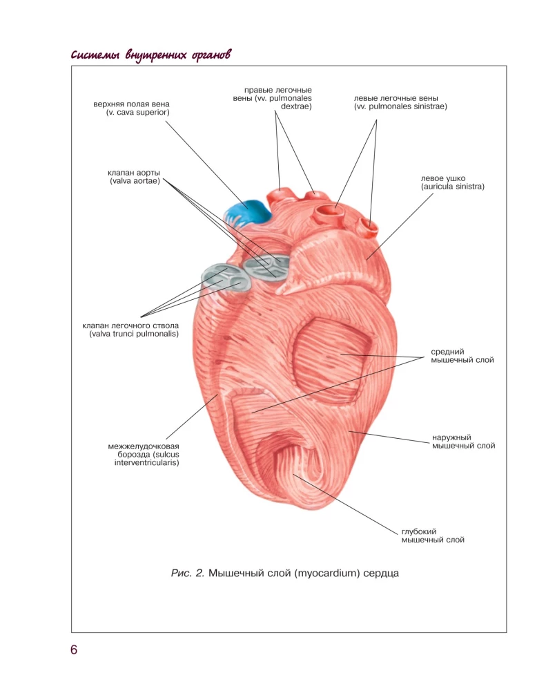Atlas of Human Anatomy. Cardiovascular System