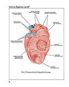 Atlas of Human Anatomy. Cardiovascular System