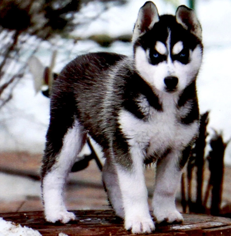 Numbrite maal - Husky kutsikas