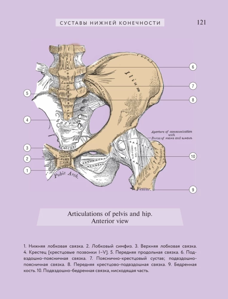 Popular Atlas of Human Anatomy. 200 Classic Illustrations from Gray's Anatomy