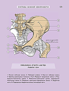 Popular Atlas of Human Anatomy. 200 Classic Illustrations from Gray's Anatomy