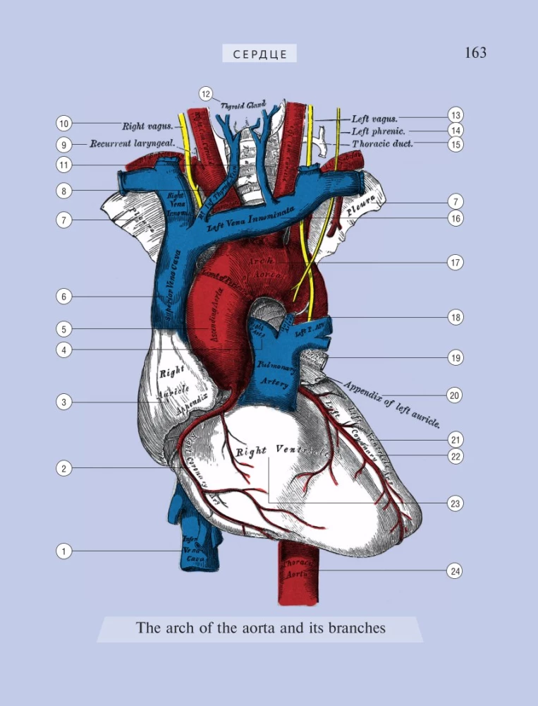 Popular Atlas of Human Anatomy. 200 Classic Illustrations from Gray's Anatomy