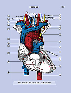 Popular Atlas of Human Anatomy. 200 Classic Illustrations from Gray's Anatomy