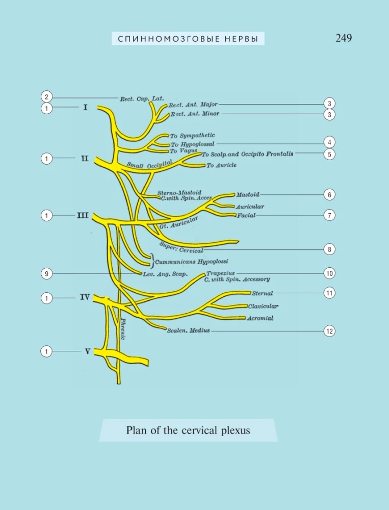 Popular Atlas of Human Anatomy. 200 Classic Illustrations from Gray's Anatomy
