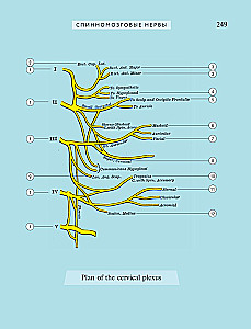 Popular Atlas of Human Anatomy. 200 Classic Illustrations from Gray's Anatomy