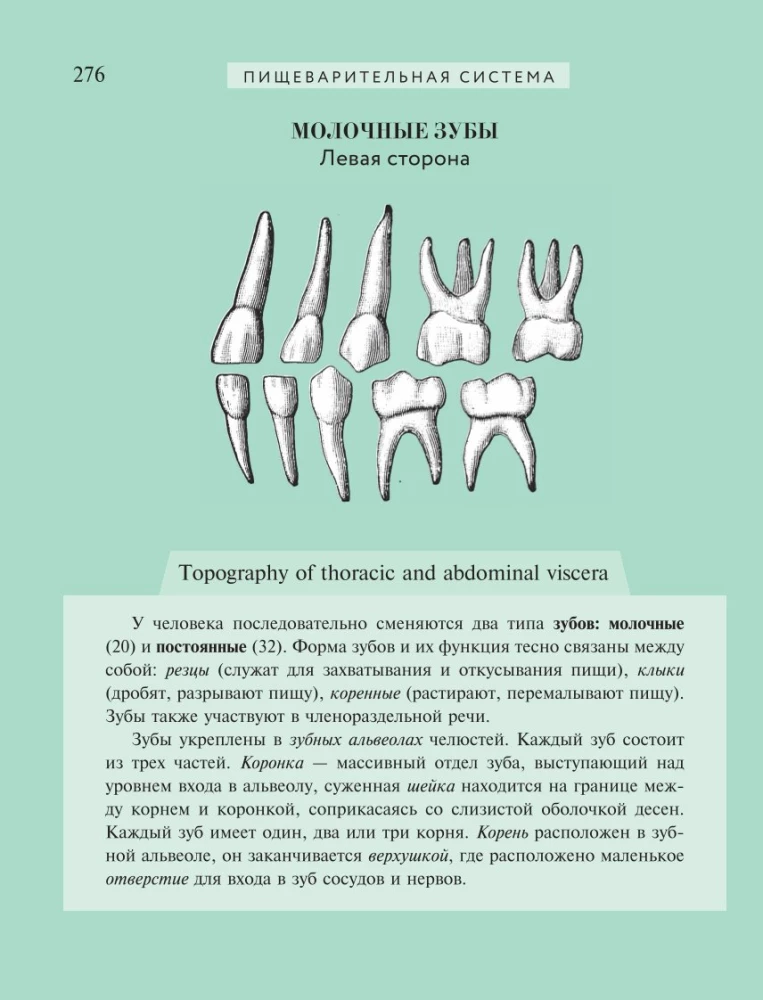 Popular Atlas of Human Anatomy. 200 Classic Illustrations from Gray's Anatomy