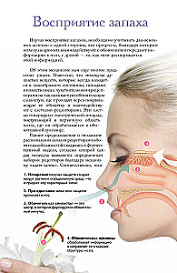 Perfumes. Basics of Perfumery. A Popular Illustrated Guide