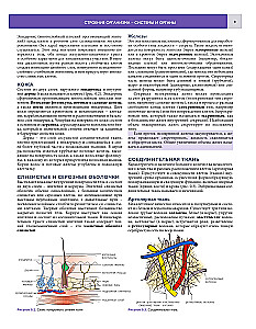 Podstawy anatomii klinicznej. Ilustrowany atlas nozologii i patologii
