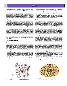 Podstawy anatomii klinicznej. Ilustrowany atlas nozologii i patologii