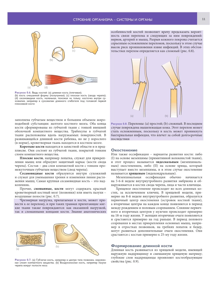 Podstawy anatomii klinicznej. Ilustrowany atlas nozologii i patologii