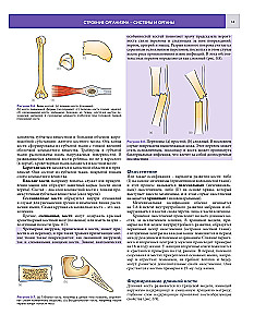 Podstawy anatomii klinicznej. Ilustrowany atlas nozologii i patologii