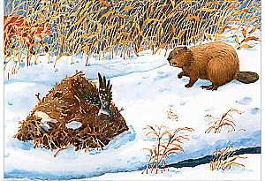 A Million Nuts! Forest Detective