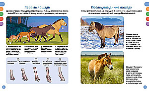 Horses