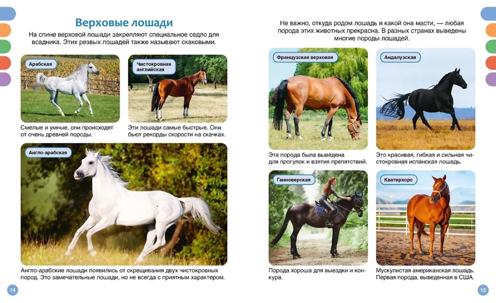 Horses