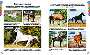 Horses