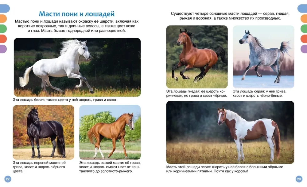 Horses