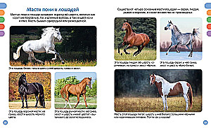 Horses