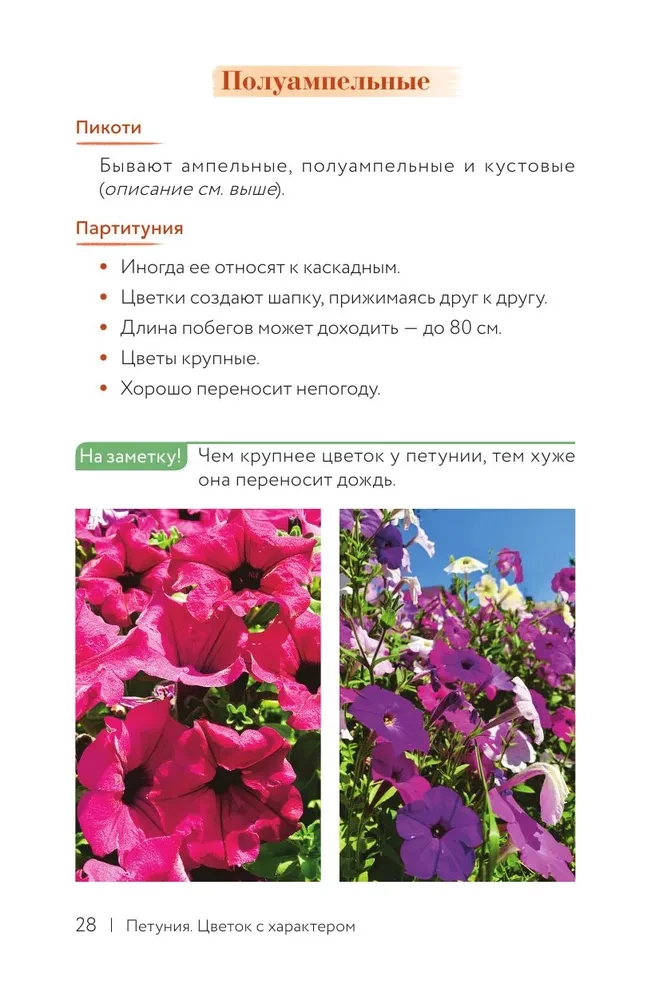 Petunia. A Flower with Character. A Cheat Sheet-Tracker for Growing Floral Waterfalls