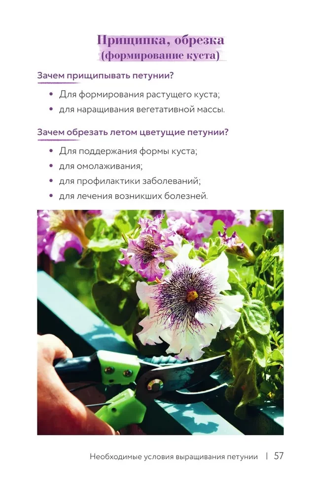 Petunia. A Flower with Character. A Cheat Sheet-Tracker for Growing Floral Waterfalls