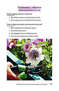 Petunia. A Flower with Character. A Cheat Sheet-Tracker for Growing Floral Waterfalls