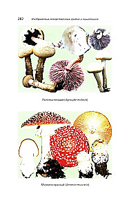 Medizinische Pilze Russlands