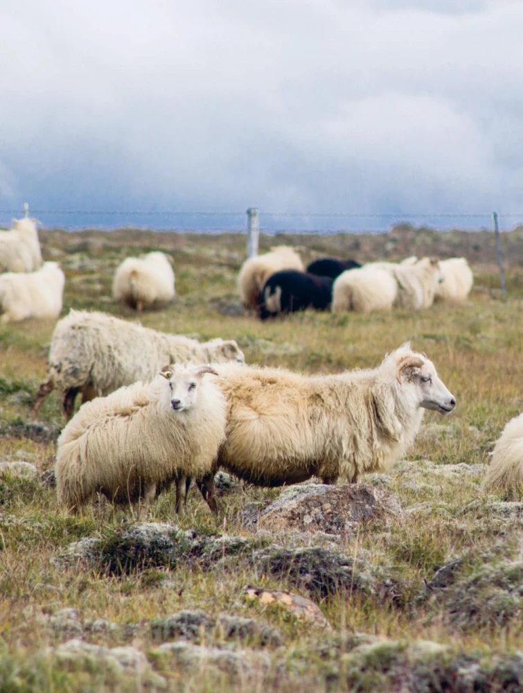 LOPAPEYSA from A to Z. Complete step-by-step guide to knitting a real Icelandic sweater