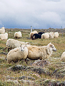 LOPAPEYSA from A to Z. Complete step-by-step guide to knitting a real Icelandic sweater