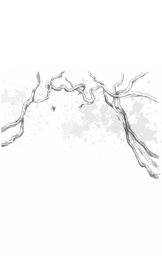 Fog