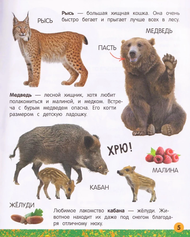 Моя большая книга о животных