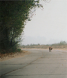 Prisiminimai