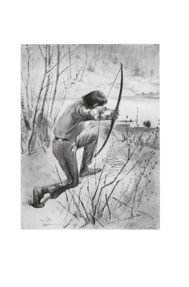 Rolf in the Woods. Forest Stories