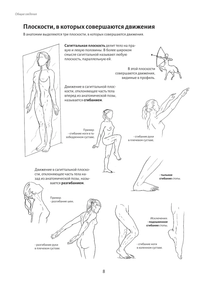 Anatomy of Movement: The Human Body