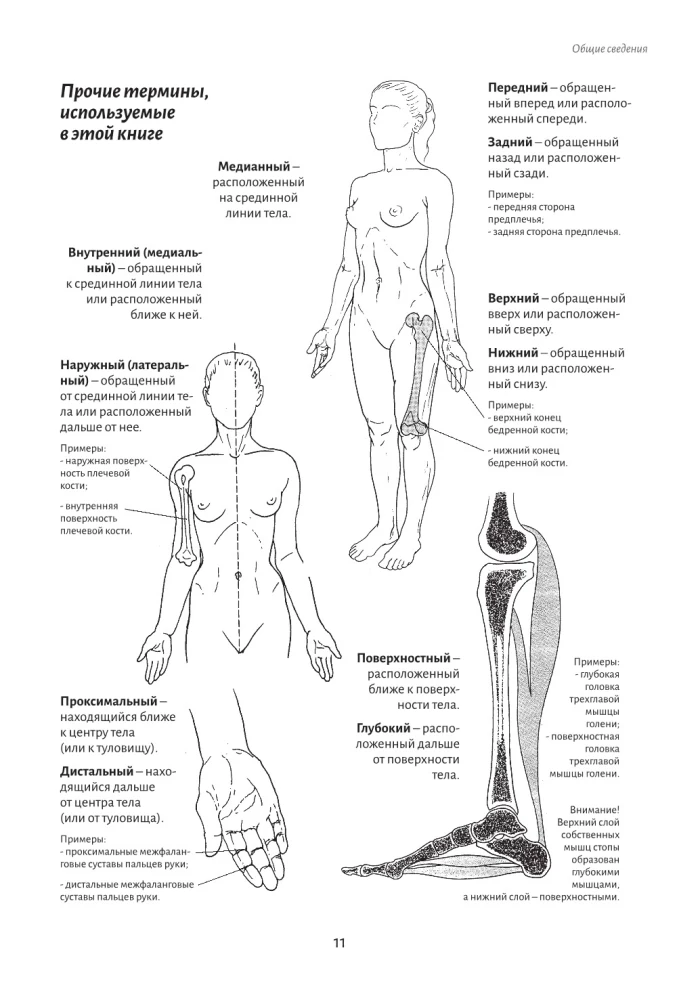 Anatomy of Movement: The Human Body
