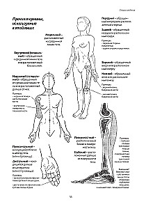 Anatomy of Movement: The Human Body