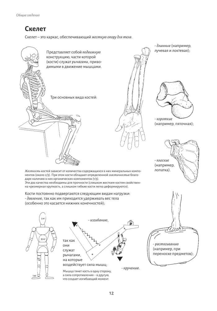 Anatomy of Movement: The Human Body
