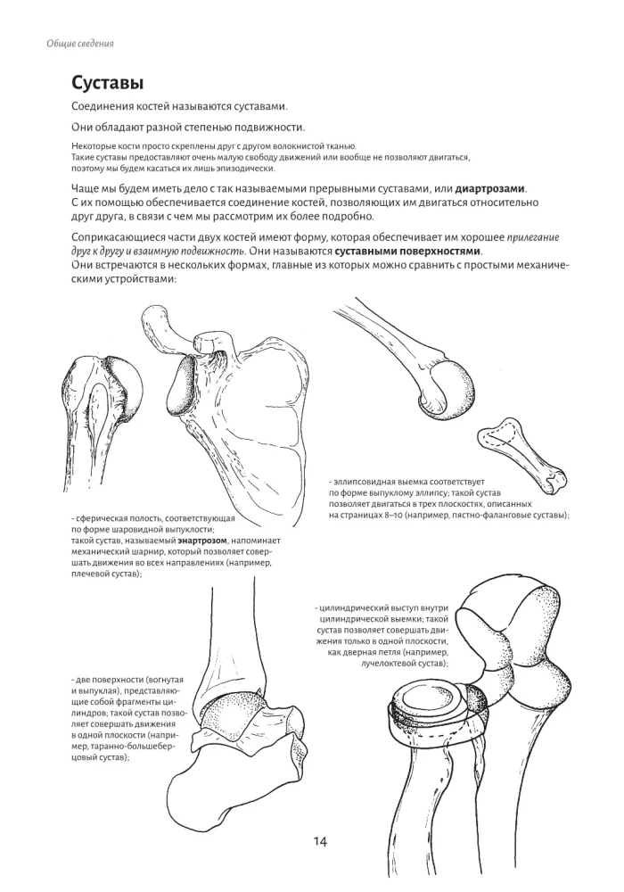 Anatomy of Movement: The Human Body