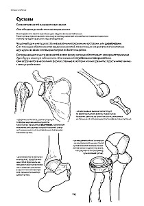 Anatomy of Movement: The Human Body