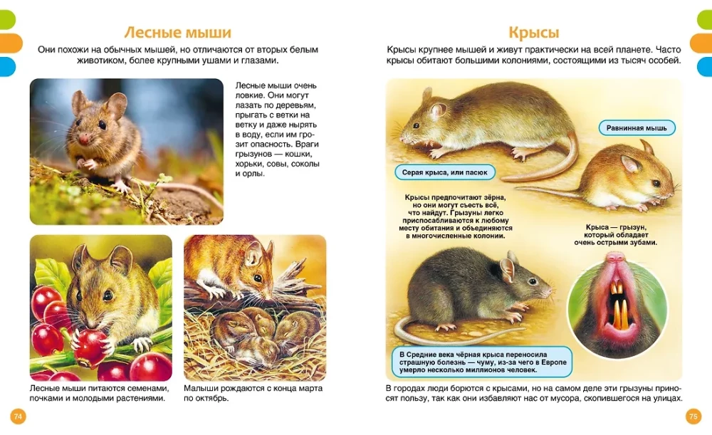 Tiny Animals