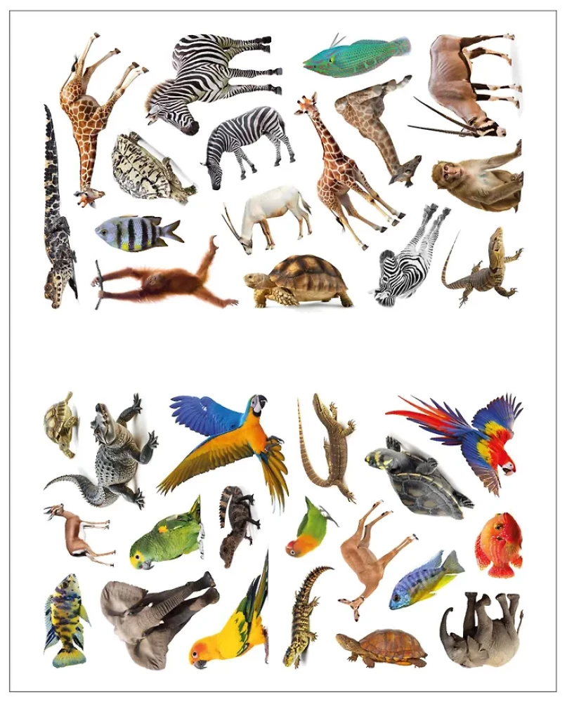 Photo Stickers. In Africa